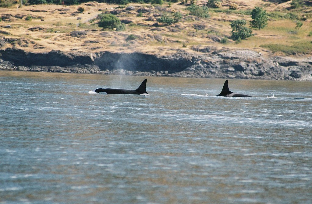 Orca's vanaf Vancouver Island