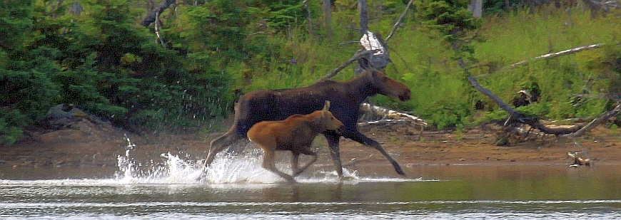 Elanden Gros Morne NP