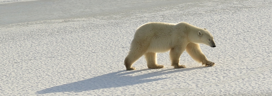 Polar bear